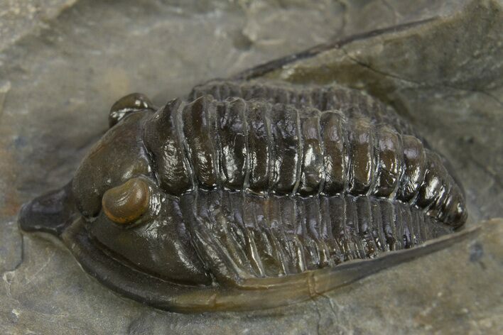 Multi-Toned Diademaproetus Trilobite - Ofaten, Morocco #310524